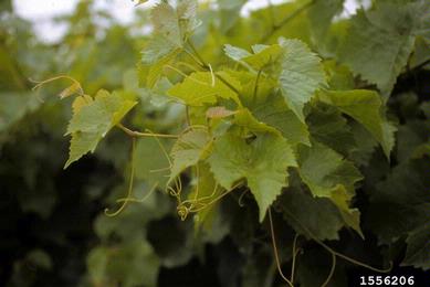 grape, Vitis spp.  (Rhamnales: Vitaceae) - 1556206
