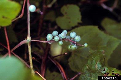 grape, Vitis spp.  (Rhamnales: Vitaceae) - 1556210