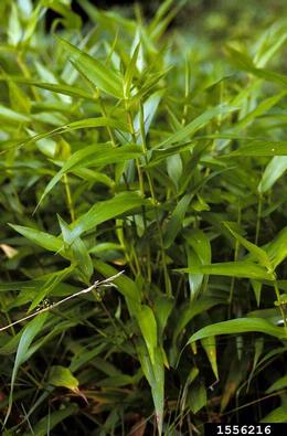 deertongue, Dichanthelium clandestinum  (Cyperales: Poaceae) - 1556216