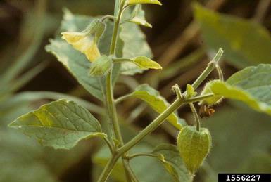 groundcherries, Physalis spp.  (Solanales: Solanaceae) - 1556227