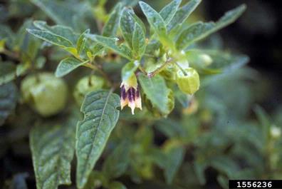 groundcherries, Physalis spp.  (Solanales: Solanaceae) - 1556236