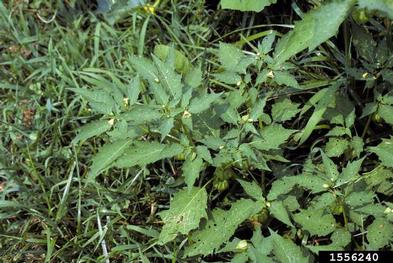 groundcherries, Physalis spp.  (Solanales: Solanaceae) - 1556240