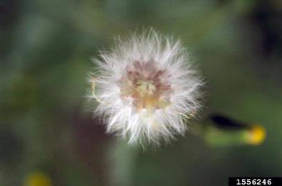 common groundsel, Senecio vulgaris  (Asterales: Asteraceae) - 1556246