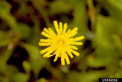 hawkweeds, Hieracium spp.  (Asterales: Asteraceae) - 1556256