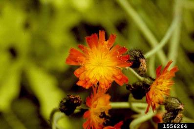 hawkweeds, Hieracium spp.  (Asterales: Asteraceae) - 1556264