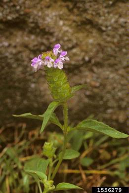 healall, Prunella vulgaris  (Lamiales: Lamiaceae) - 1556279