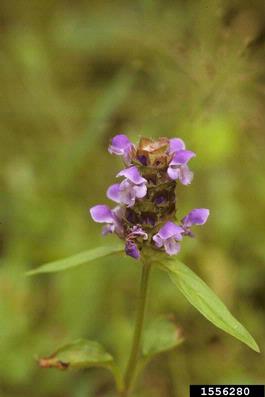 healall, Prunella vulgaris  (Lamiales: Lamiaceae) - 1556280