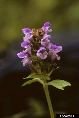 healall, Prunella vulgaris  (Lamiales: Lamiaceae) - 1556281