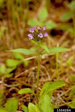 healall, Prunella vulgaris  (Lamiales: Lamiaceae) - 1556284