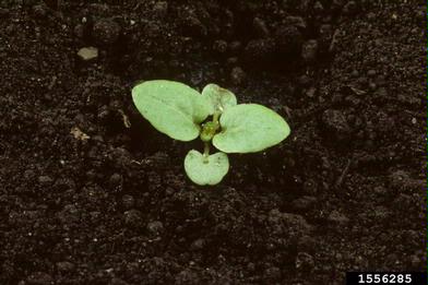 healall, Prunella vulgaris  (Lamiales: Lamiaceae) - 1556285