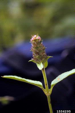healall, Prunella vulgaris  (Lamiales: Lamiaceae) - 1556295