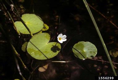 yellow floatingheart, Nymphoides peltata  (Solanales: Menyanthaceae) - 1556299