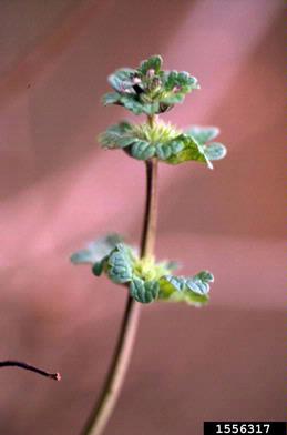 henbit, Lamium amplexicaule  (Lamiales: Lamiaceae) - 1556317
