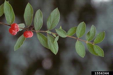 Tatarian honeysuckle, Lonicera tatarica  (Dipsacales: Caprifoliaceae) - 1556344