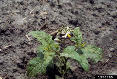 horsenettle, Solanum carolinense  (Solanales: Solanaceae) - 1556365