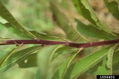 giant ironweed, Vernonia gigantea gigantea (Asterales: Asteraceae) - 1556403
