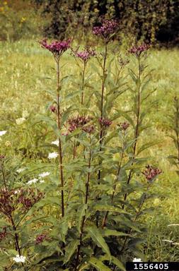 giant ironweed, Vernonia gigantea gigantea (Asterales: Asteraceae) - 1556405