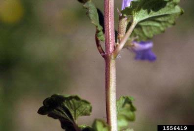 ground ivy, Glechoma hederacea  (Lamiales: Lamiaceae) - 1556419