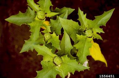 jimsonweed, Datura stramonium  (Solanales: Solanaceae) - 1556451