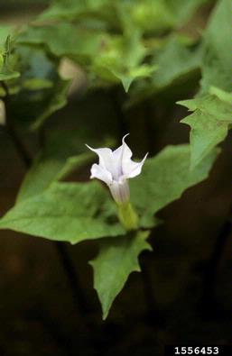 jimsonweed, Datura stramonium  (Solanales: Solanaceae) - 1556453