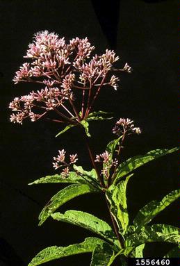 joe pye weed, Eupatoriadelphus spp.  (Asterales: Asteraceae) - 1556460