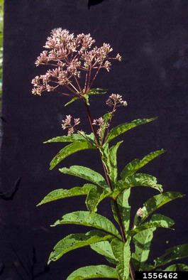 joe pye weed, Eupatoriadelphus spp.  (Asterales: Asteraceae) - 1556462