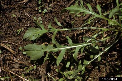 spotted knapweed, Centaurea stoebe ssp. micranthos (Asterales: Asteraceae) - 1557014