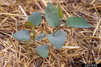 Japanese knotweed, Fallopia japonica  (Polygonales: Polygonaceae) - 1557030