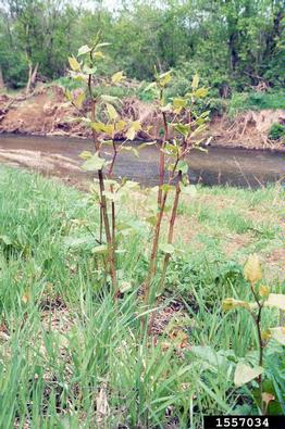 Japanese knotweed, Fallopia japonica  (Polygonales: Polygonaceae) - 1557034