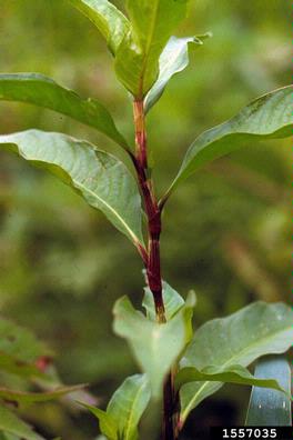 Japanese knotweed, Fallopia japonica  (Polygonales: Polygonaceae) - 1557035