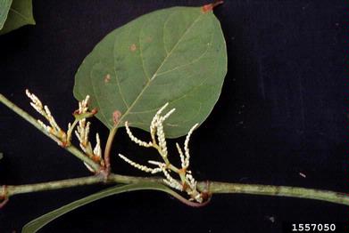 Japanese knotweed, Fallopia japonica  (Polygonales: Polygonaceae) - 1557050
