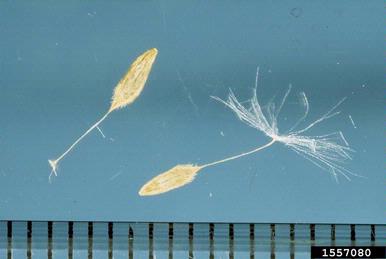 prickly lettuce, Lactuca serriola  (Asterales: Asteraceae) - 1557080