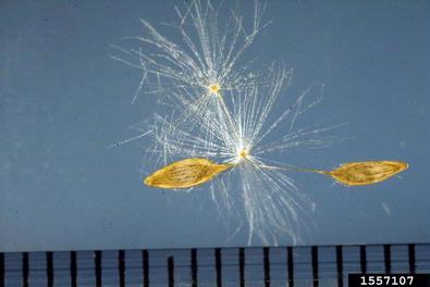 prickly lettuce, Lactuca serriola  (Asterales: Asteraceae) - 1557107