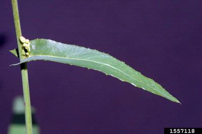 tall lettuce, Lactuca canadensis  (Asterales: Asteraceae) - 1557118