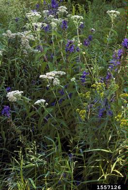 great blue lobelia, Lobelia siphilitica  (Campanulales: Campanulaceae) - 1557126