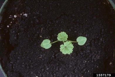 common mallow, Malva neglecta  (Malvales: Malvaceae) - 1557179