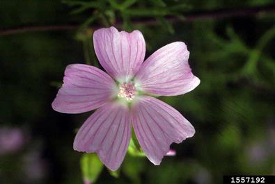 musk mallow, Malva moschata  (Malvales: Malvaceae) - 1557192