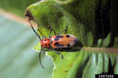 red milkweed beetle (Tetraopes tetrophthalmus ) on common milkweed (Asclepias syriaca ) - 1557250