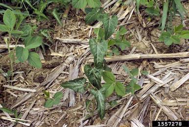 honeyvine swallowwort, Cynanchum laeve  (Gentianales: Asclepiadaceae) - 1557278