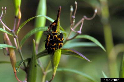large milkweed bug (Oncopeltus fasciatus ) on swamp milkweed (Asclepias incarnata ) - 1557305