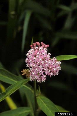 swamp milkweed, Asclepias incarnata  (Gentianales: Asclepiadaceae) - 1557323