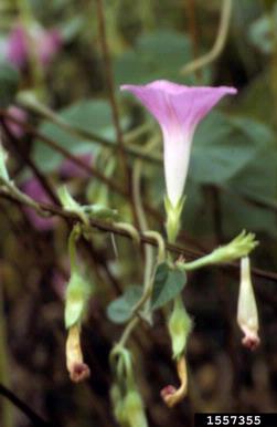 ivyleaf morningglory, Ipomoea hederacea  (Solanales: Convolvulaceae) - 1557355