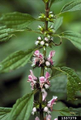 motherwort, Leonurus cardiaca  (Lamiales: Lamiaceae) - 1557379