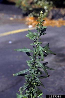 mugwort, Artemisia vulgaris  (Asterales: Asteraceae) - 1557394