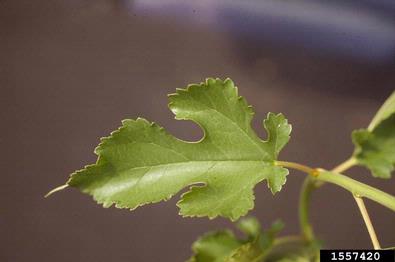 white mulberry, Morus alba  (Urticales: Moraceae) - 1557420