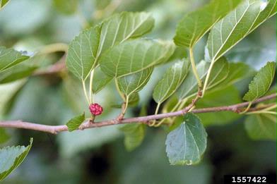 white mulberry, Morus alba  (Urticales: Moraceae) - 1557422