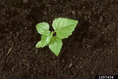 white mulberry, Morus alba  (Urticales: Moraceae) - 1557434