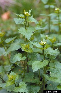 garlic mustard, Alliaria petiolata  (Capparales: Brassicaceae) - 1557468