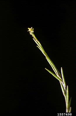 hedge mustard, Sisymbrium officinale  (Capparales: Brassicaceae) - 1557498