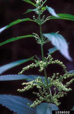 European stinging nettle , Urtica dioica ssp. dioica (Urticales: Urticaceae) - 1558002
